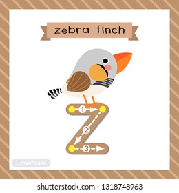 Letter Z lowercase cute children colorful zoo and animals ABC alphabet tracing flashcard of Zebra Finch bird for kids learning English vocabulary and handwriting vector illustration.