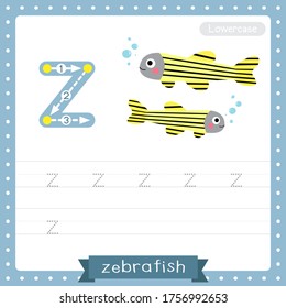 Letter Z lowercase cute children colorful zoo and animals ABC alphabet tracing practice worksheet of Zebrafish for kids learning English vocabulary and handwriting vector illustration.
