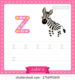 Letter Z lowercase cute children colorful zoo and animals ABC alphabet tracing practice worksheet of Zebra for kids learning English vocabulary and handwriting vector illustration.