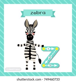 Letter Z lowercase cute children colorful zoo and animals ABC alphabet tracing flashcard of Zebra standing on two legs for kids learning English vocabulary and handwriting vector illustration.