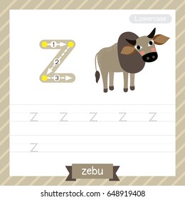Letter Z lowercase tracing practice worksheet with zebu for kids learning to write. Vector Illustration.
