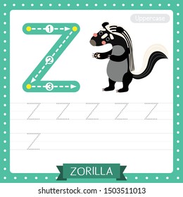 Letter Z uppercase cute children colorful zoo and animals ABC alphabet tracing practice worksheet of Zorilla for kids learning English vocabulary and handwriting vector illustration.