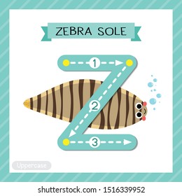 Letter Z uppercase cute children colorful zoo and animals ABC alphabet tracing flashcard of Zebra Sole for kids learning English vocabulary and handwriting vector illustration.