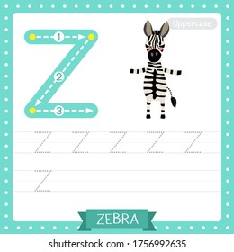 Letter Z uppercase cute children colorful zoo and animals ABC alphabet tracing practice worksheet of Zebra for kids learning English vocabulary and handwriting vector illustration.