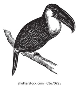 Lettered Aracari or Pteroglossus inscriptus, vintage engraved illustration. Trousset encyclopedia (1886 - 1891).