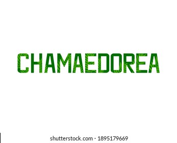 Lettering "Chamaedorea" with green palm leaves on the letters isolated on white