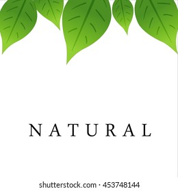 lettering nature and green leaves above reflect ecology emblem vector.