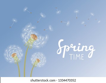 Lettering Spring Time. Dandelions with flying seeds on blue sky.