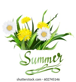 lettering summer Chamomile herb, dandelion, vector