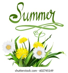 lettering summer Chamomile herb, dandelion, vector