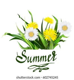 lettering summer Chamomile herb, dandelion, vector
