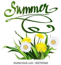 lettering summer Chamomile herb, dandelion, vector