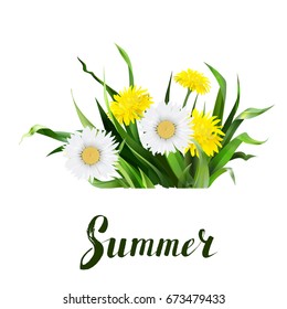 lettering summer Chamomile herb, dandelion, vector Calligraphy lettering
