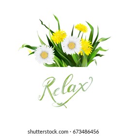 lettering summer Chamomile herb, dandelion, vector