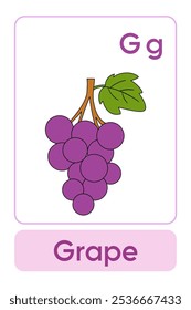 Letters G is for Grape. Fruit Flashcard printable learn letters Alphabet english for kids education and game activity. Kindergarten and preschool worksheets printable for kids.