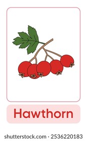 Letters H is for Hawthorn. Fruit and Vegetable Flashcard printable learn letters Alphabet english for kids education and game activity. Kindergarten and preschool worksheets printable for kids.