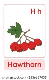 Letters H is for Hawthorn. Fruit and Vegetable Flashcard printable learn letters Alphabet english for kids education and game activity. Kindergarten and preschool worksheets printable for kids.