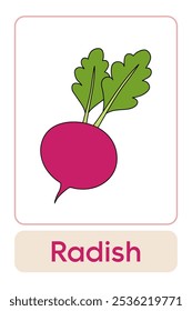 Letters R is for Radish. Fruit and Vegetable Flashcard printable learn letters Alphabet english for kids education and game activity. Kindergarten and preschool worksheets printable for kids.