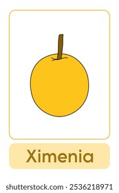 Letras X é para Ximenia. Frutas e legumes Flashcard imprimível aprender letras Alfabeto inglês para a educação das crianças e atividade de jogo. Planilhas de jardim de infância e pré-escola imprimíveis para crianças.