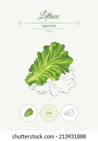 Lettuce. Banner with illustration of vegetables, organic food icons and beautiful frames. Realistic vector illustration with a sketch. 