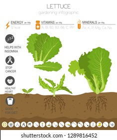 Lettuce beneficial features graphic template. Gardening, farming infographic, how it grows. Flat style design. Vector illustration