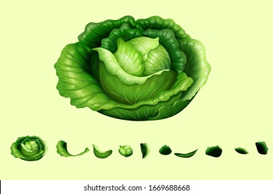 lettuce, Cabbage, lettuce isolated fresh green Vector illustration on light background, romaine lettuce leaves path isolated on white, green butter lettuce vegetable or salad isolated .