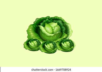 lettuce, Cabbage, lettuce isolated fresh green Vector illustration on light background, romaine lettuce leaves path isolated on white, green butter lettuce vegetable or salad isolated