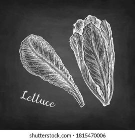 Lettuce. Chalk sketch on blackboard background. Hand drawn vector illustration. Retro style.