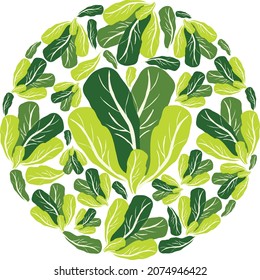Lettuce in a circle. Vector flat design template. Background of food, farm or horticulture.