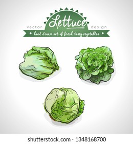Lettuce Collection of fresh vegetables with leaf. Vector illustration. Isolated	