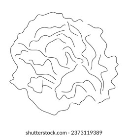Lettuce doodle icon. Hand drawn black sketch. Vector editable stroke.