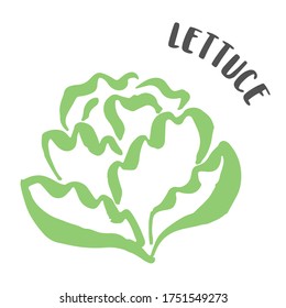 Lettuce drawing hand painted with ink brush isolated on white background. Vector illustration