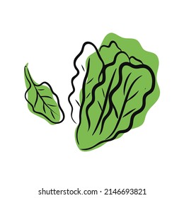 Lettuce Drawn By Hand Pencil On Stock Vector (Royalty Free) 2146693821 ...