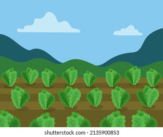 lettuce field, funny cartoon style, vector illustration