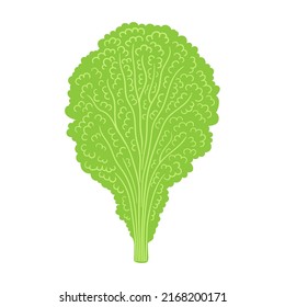 lettuce flat vector doodle illustration. Green vegetables healthy food clipart