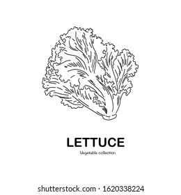 Lettuce Freehand Drawing-vector Illustration. Doodle Style.