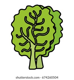 lettuce fresh isolated icon