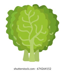 lettuce fresh isolated icon