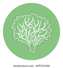 lettuce fresh isolated icon