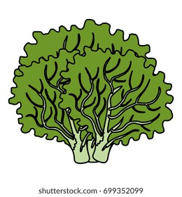 lettuce fresh isolated icon