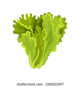 Lettuce fresh salad leaves, healthy organic vegetarian food, vector Illustration on a white background