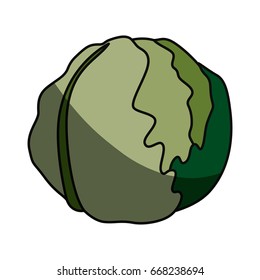 lettuce fresh vegetable