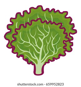 lettuce fresh vegetable icon