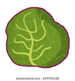 lettuce fresh vegetable icon