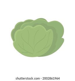 lettuce fresh vegetable icon isolated