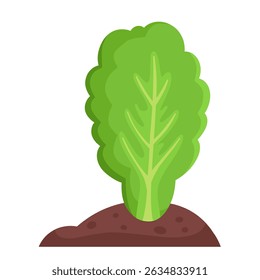 Lettuce in the garden, healthy eating, agriculture.