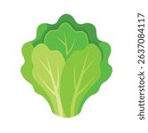 Lettuce, green leaf and head of fresh leafy vegetable, natural vitamin baby cos leaves