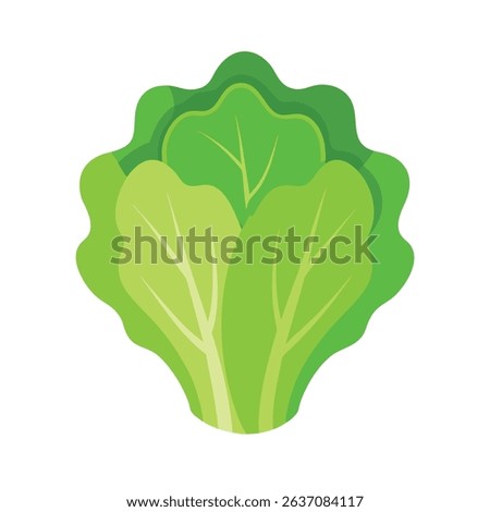 Lettuce, green leaf and head of fresh leafy vegetable, natural vitamin baby cos leaves