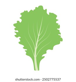 Lettuce green leaf vector illustration.