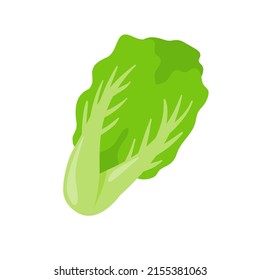 Lettuce. Green leafy vegetables for a healthy salad.